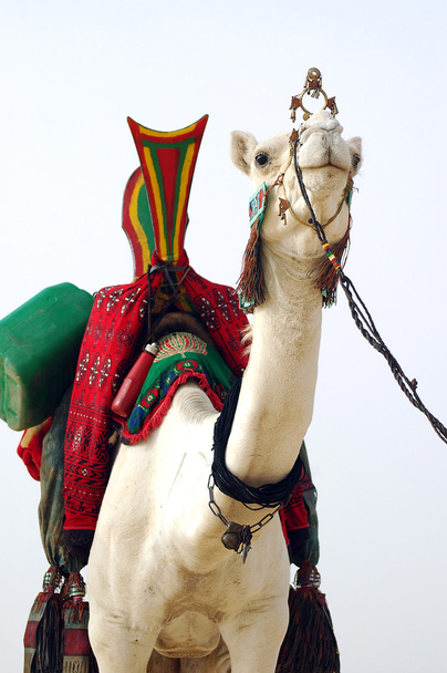 weißes Tuareg-Kamel freut sich - Foto, Bild