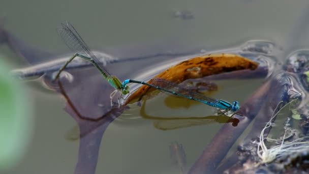 la libellula depone le uova e il disturbo del pesce
 - Filmati, video