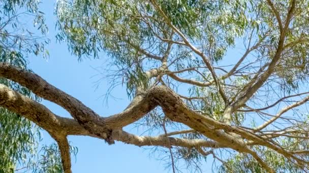 Hermosas ramas de eucalipto contra el cielo azul con hojas suavemente balanceadas, 4K 30p
 - Metraje, vídeo