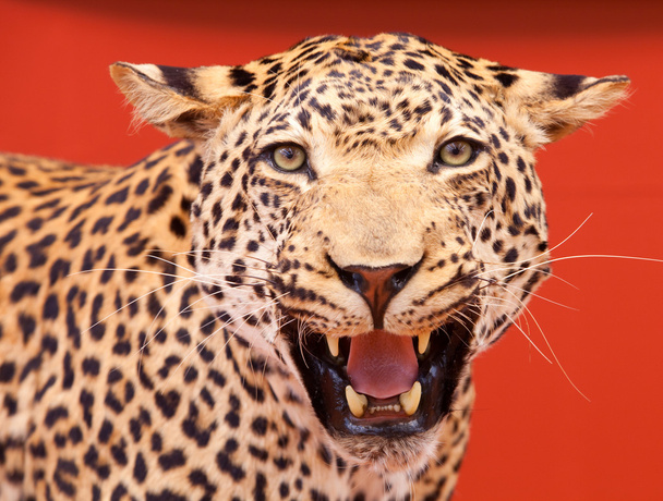 Hieno muotokuva leopardista täytettynä.
 - Valokuva, kuva