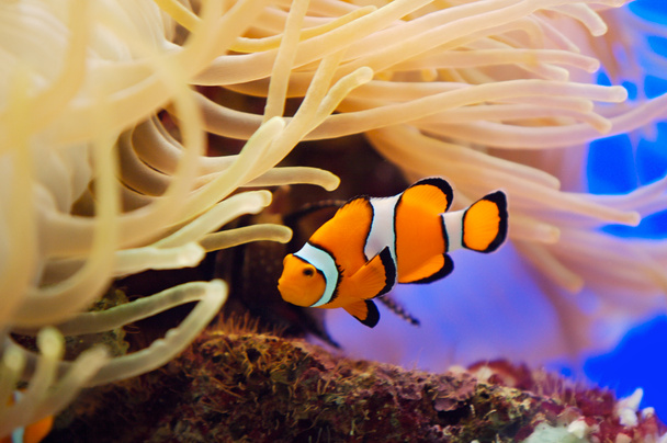 Fish and anemone - Photo, Image