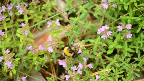 Bumblebee gathers pollen from wild thyme flowers - Footage, Video