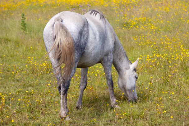 Horse eating - Foto, afbeelding