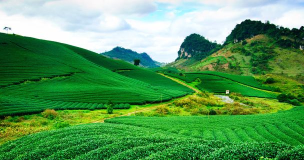ベトナムのお茶農園 Mocchau ハイランド. - 写真・画像
