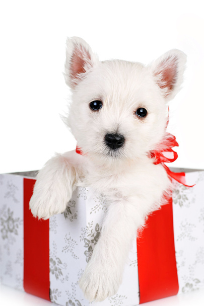 Cute puppy in present box - Photo, Image