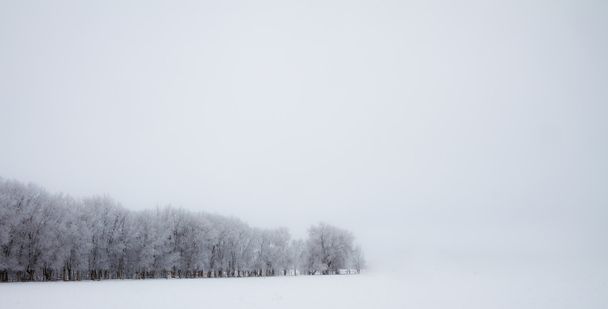 Rangée isolée d'arbres enneigés sur un fond blanc massif
 - Photo, image
