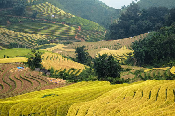Rice fields on terraced of LaoCai, Vietnam. - Photo, Image