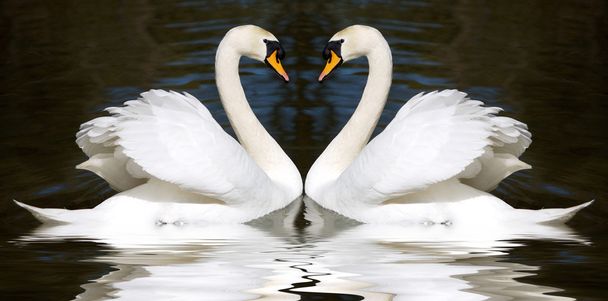 Cisnes amorosos
 - Foto, Imagem
