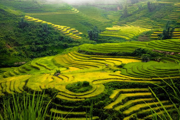 Campos de arroz en terrazas de LaoCai, Vietnam
. - Foto, imagen