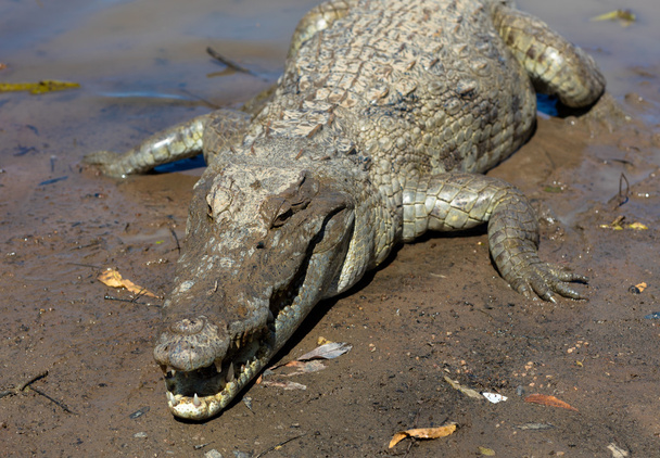 heiliges Krokodil, Burkina faso - Foto, Bild