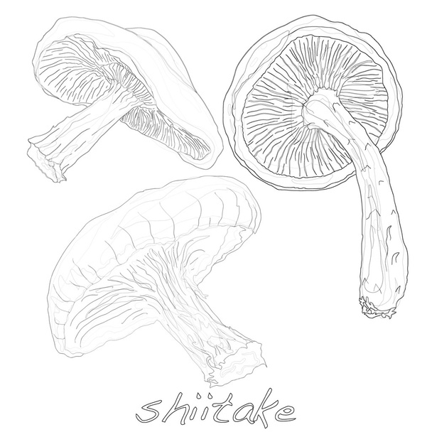 Shiitake champignon vecteur
 - Vecteur, image