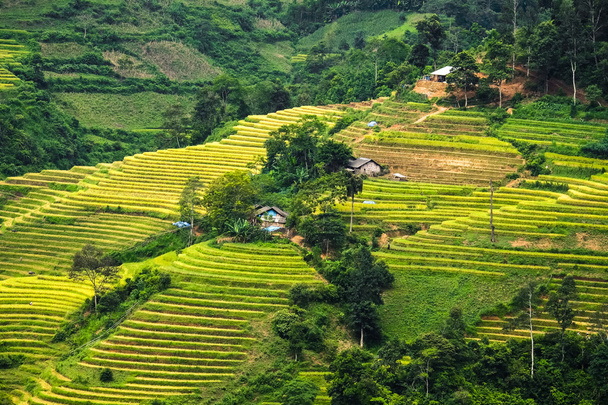 Campos de arroz em terraços de LaoCai, Vietnã
. - Foto, Imagem