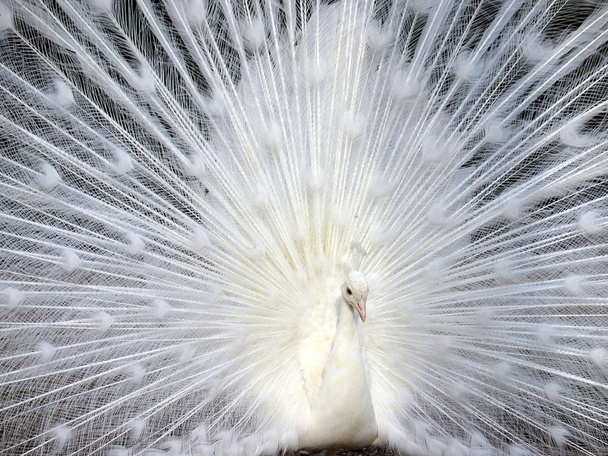 weißer Pfau zeigt seinen schönen Schwanz - Foto, Bild