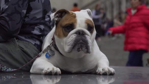 Vue d'un bulldog se reposant à New York
 - Séquence, vidéo