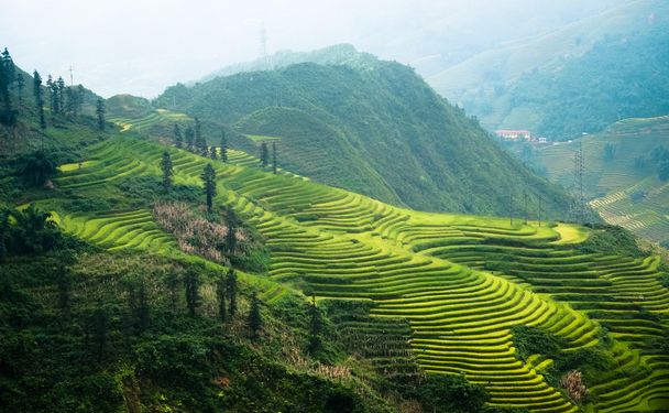 Rizières en terrasses de LaoCai, Vietnam
. - Photo, image
