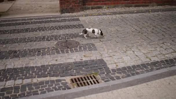 Tenterfield Terrier biegnie wzdłuż ulicy - Materiał filmowy, wideo