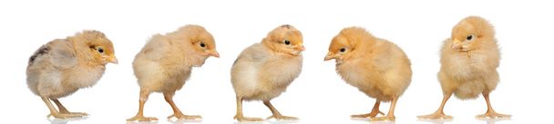 Groupe de poulets jaunes
 - Photo, image