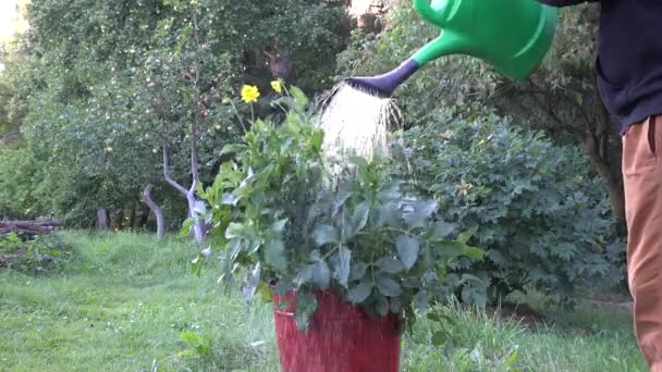 Gardener man hand with green watering can water yellow dahlia flowers growing in big pot. 4K - Footage, Video