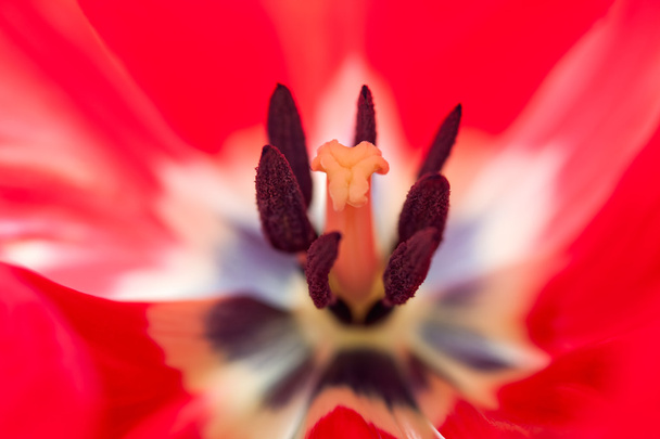 Corazón de tulipán rojo
 - Foto, imagen