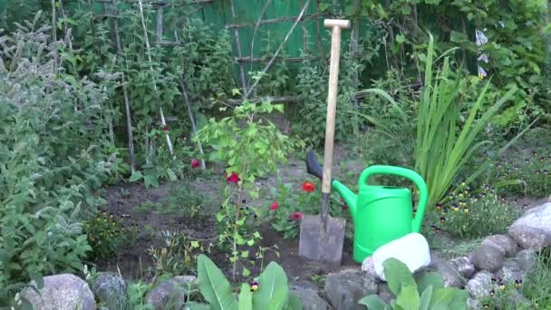 Nowy Ginkgo biloba drzewo roślin Sapling, podlewanie może i łopata w stoczni. 4K - Materiał filmowy, wideo