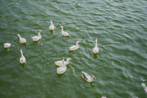 Smíšené kachny ve vodě - Fotografie, Obrázek