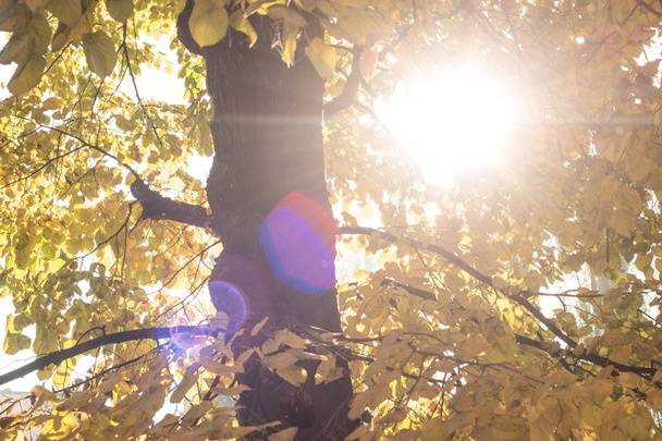 Herbstlandschaft mit der Sonne, die warm durch das Blattgold scheint - Foto, Bild