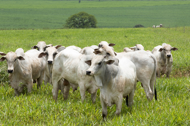 vee in grasland op Braziliaanse boerderij - Foto, afbeelding