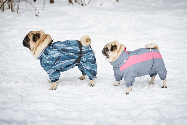 Two pugs walking in clothing - Photo, Image