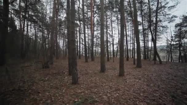 Tepenin yamacı çam ormanı. Kış manzarası - Video, Çekim