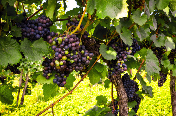 Kırmızı şarap: hasat önce üzüm üzüm - Fotoğraf, Görsel