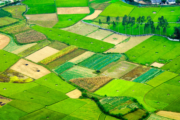 Campos de arroz en Langson, Vietnam
. - Foto, Imagen