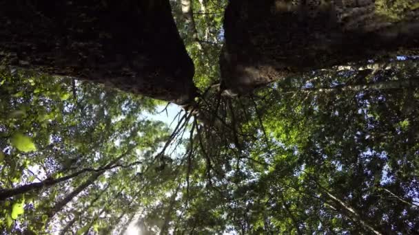 Drzewa spod 4 k - Materiał filmowy, wideo