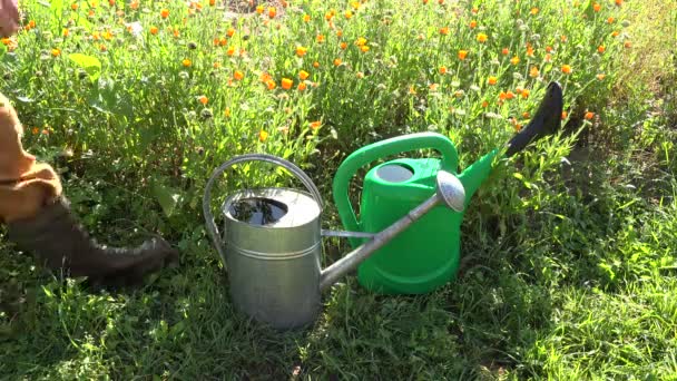 Gardener picking up two full watering cans, 4K - Footage, Video