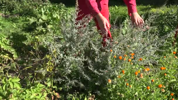 Zahradník s slaměný klobouk sbíráme byliny Pelyněk Absinth v zahradě, 4k - Záběry, video