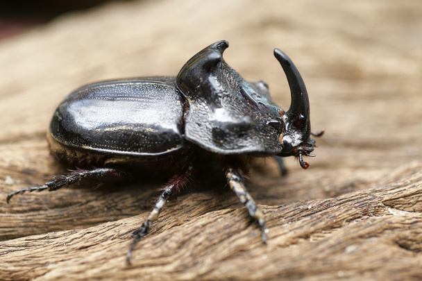 Rhinoceros Beetle (Oryctes nasicornis) met mooie achtergrond - Foto, afbeelding