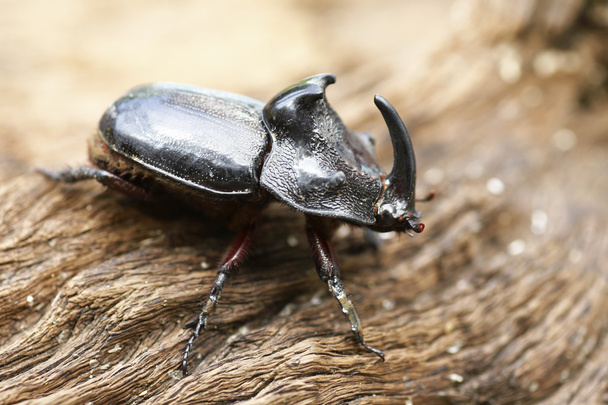 Rhinoceros Beetle (Oryctes nasicornis) With Beautiful Background - Photo, Image