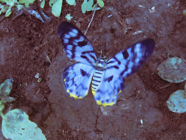 Blauwe tijger mot, Dysphania percota, Hexapoda, Lepidoptera, Geometridae - Foto, afbeelding