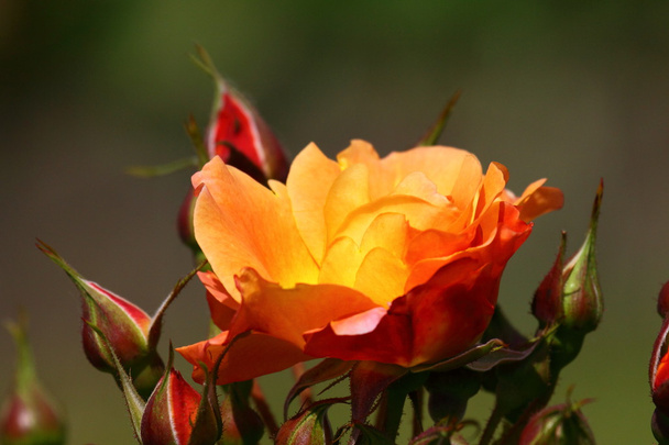 Rose garden - Fotó, kép