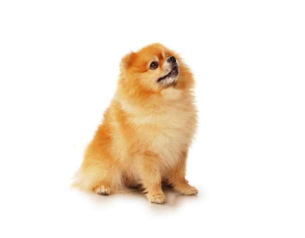 Fluffy vermelho cão da Pomerânia
 - Foto, Imagem