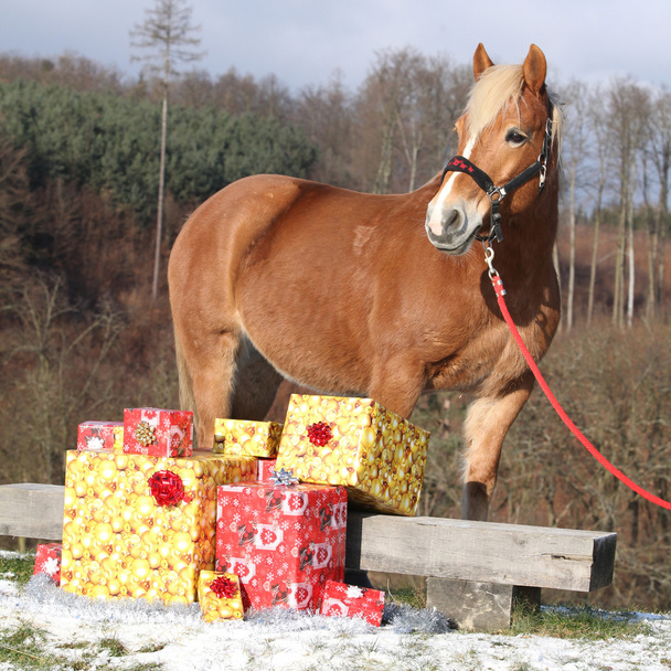 Belo cavalo com presentes de Natal
 - Foto, Imagem