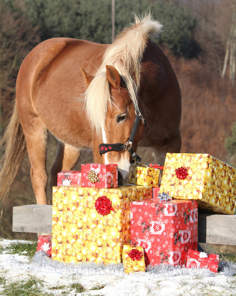 Όμορφο άλογο με τα δώρα Χριστουγέννων - Φωτογραφία, εικόνα