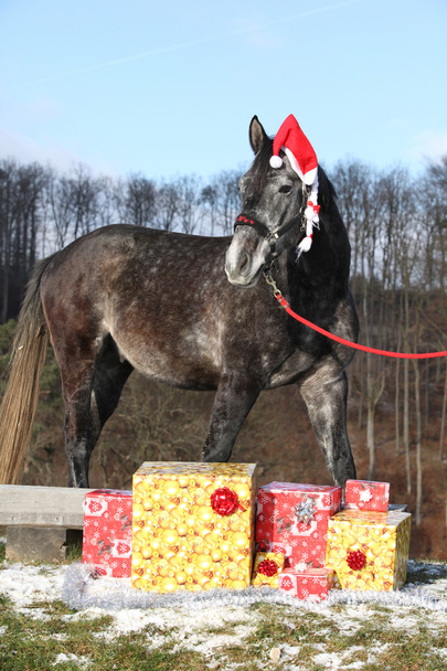 Úžasné koně s kloboukem Vánoce a dárky - Fotografie, Obrázek