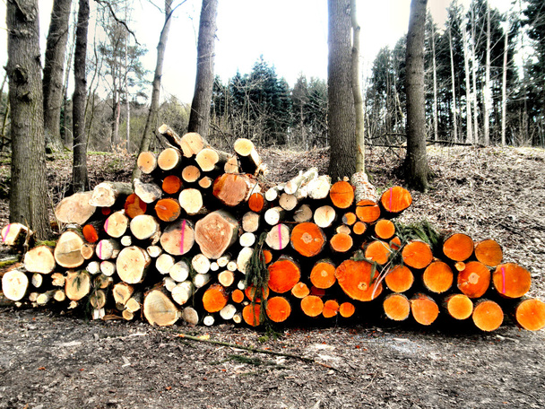 A wood pile - Photo, Image