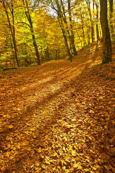 Golden vivid autumn in forest - Photo, image