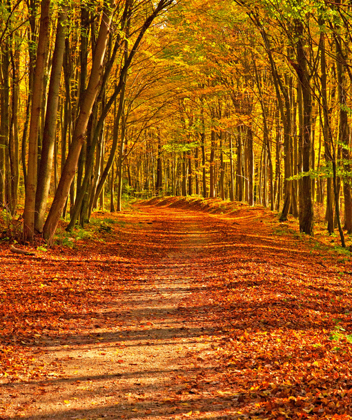 Golden vivid autumn in forest - Fotografie, Obrázek