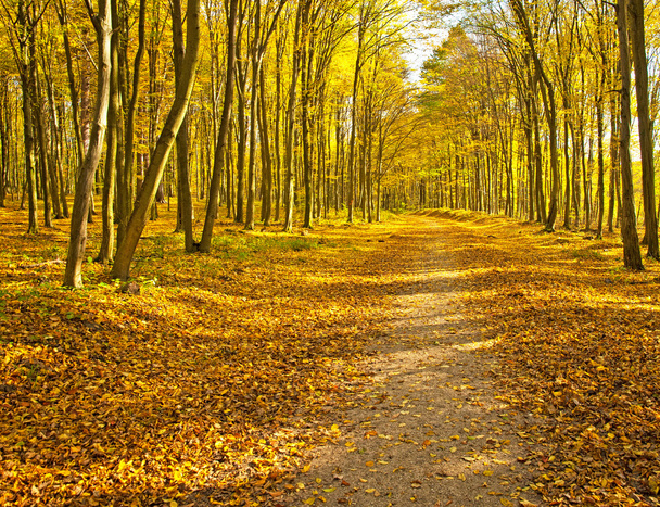 Golden vivid autumn in forest - Фото, изображение