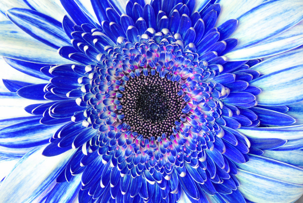 Blue flower macro background of petals and stamens in high detail - Foto, imagen