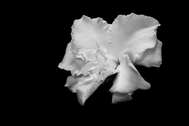 black and white flower - Photo, Image