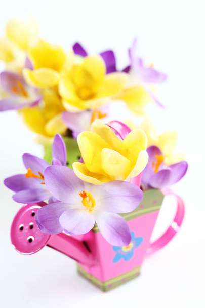 Spring flowers on white background - Photo, Image