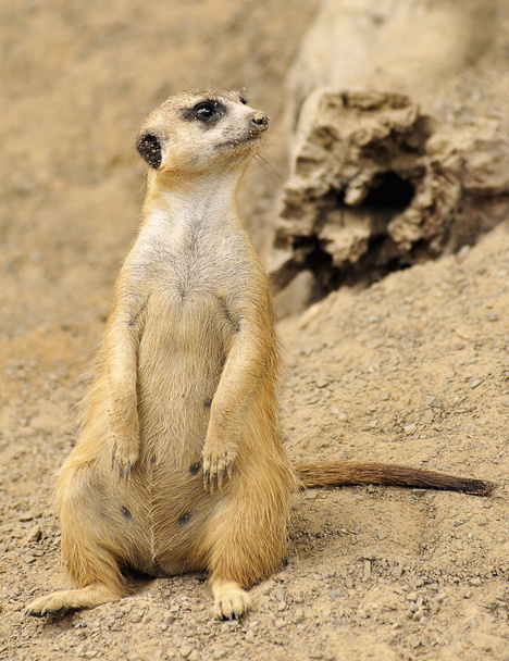 Meerkat by Cave - Photo, Image